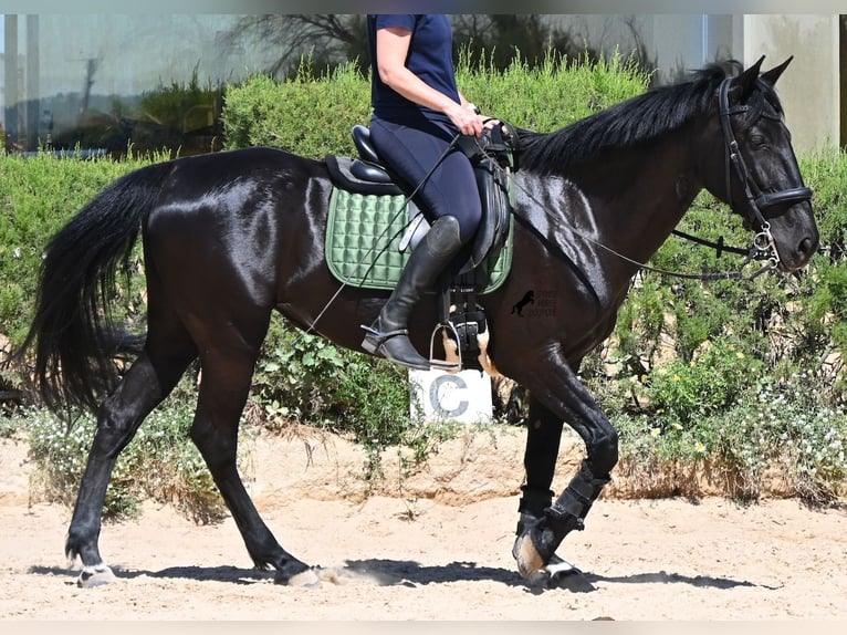 Menorquin Klacz 12 lat 158 cm Kara in Menorca