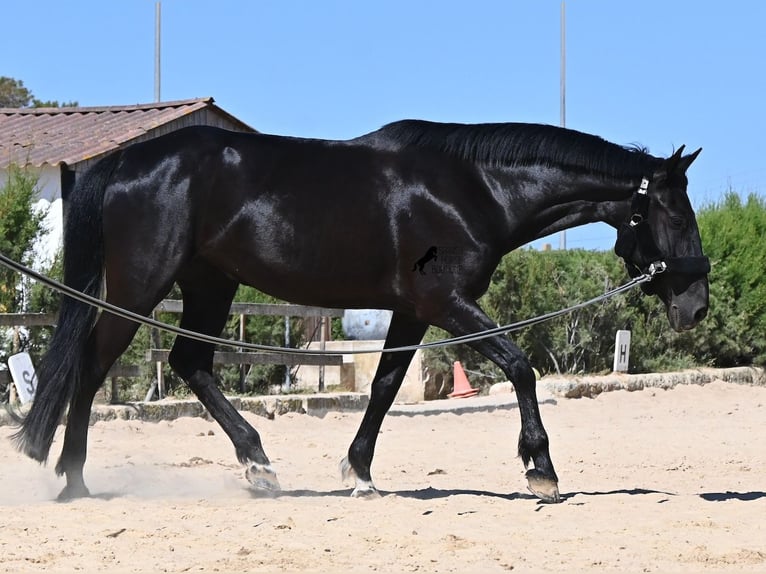 Menorquin Klacz 12 lat 158 cm Kara in Menorca