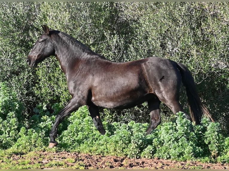 Menorquin Klacz 19 lat 160 cm Kara in Menorca