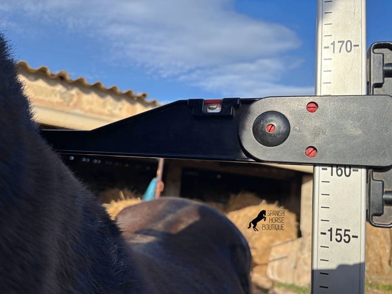 Menorquin Klacz 19 lat 160 cm Kara in Menorca