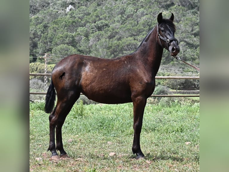 Menorquin Klacz 1 Rok 156 cm Kara in Menorca