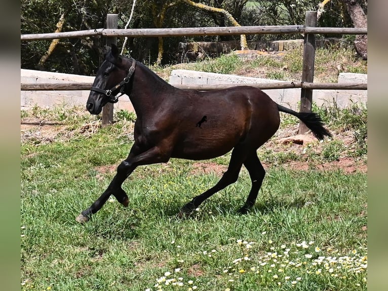 Menorquin Klacz 1 Rok 156 cm Kara in Menorca