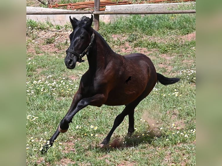 Menorquin Klacz 1 Rok 156 cm Kara in Menorca
