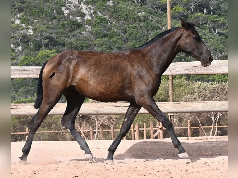 Menorquin Klacz 1 Rok 156 cm Kara in Menorca