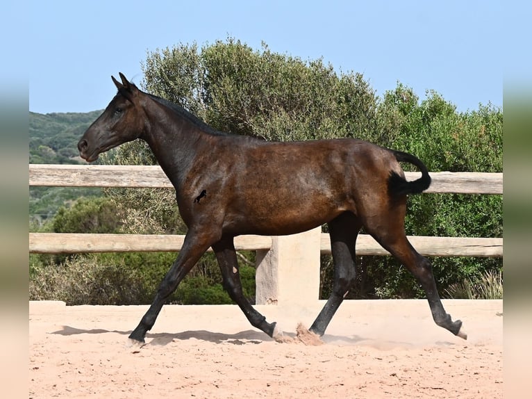 Menorquin Klacz 1 Rok 156 cm Kara in Menorca
