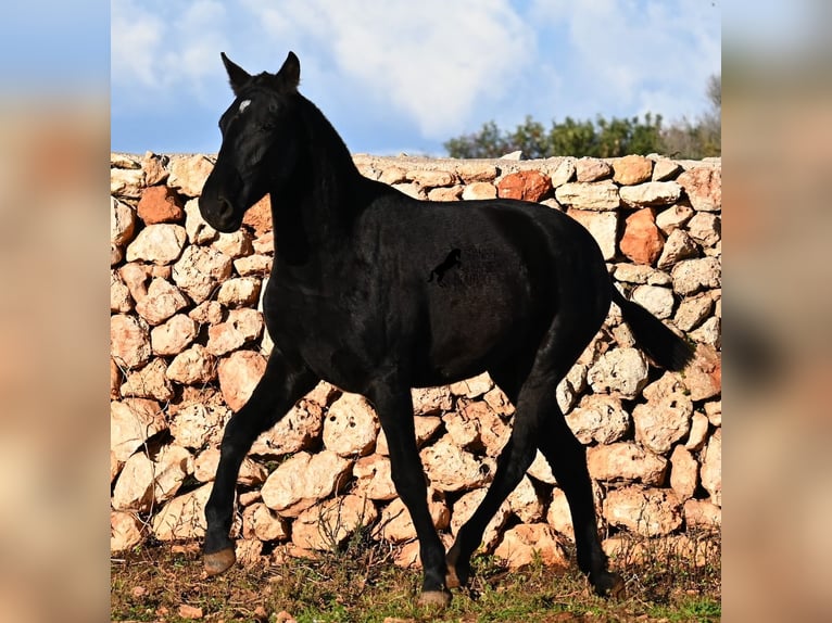 Menorquin Klacz 1 Rok 160 cm Kara in Menorca
