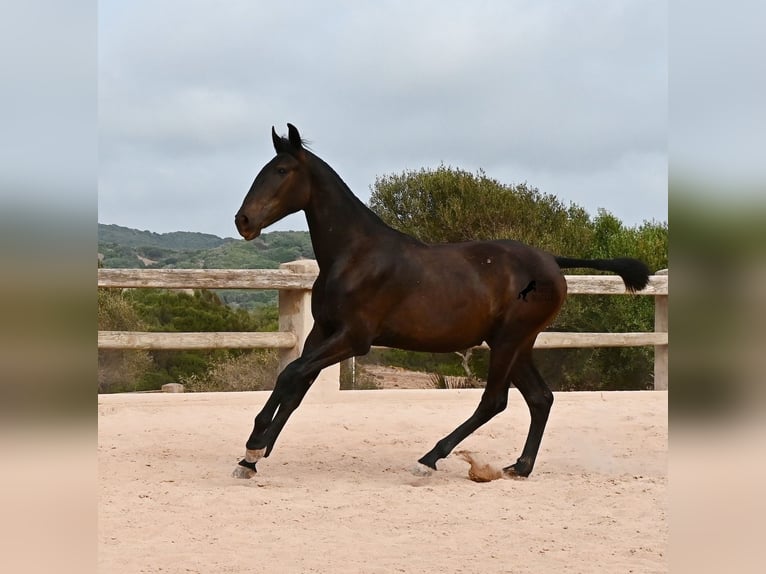 Menorquin Klacz 1 Rok 162 cm Kara in Menorca