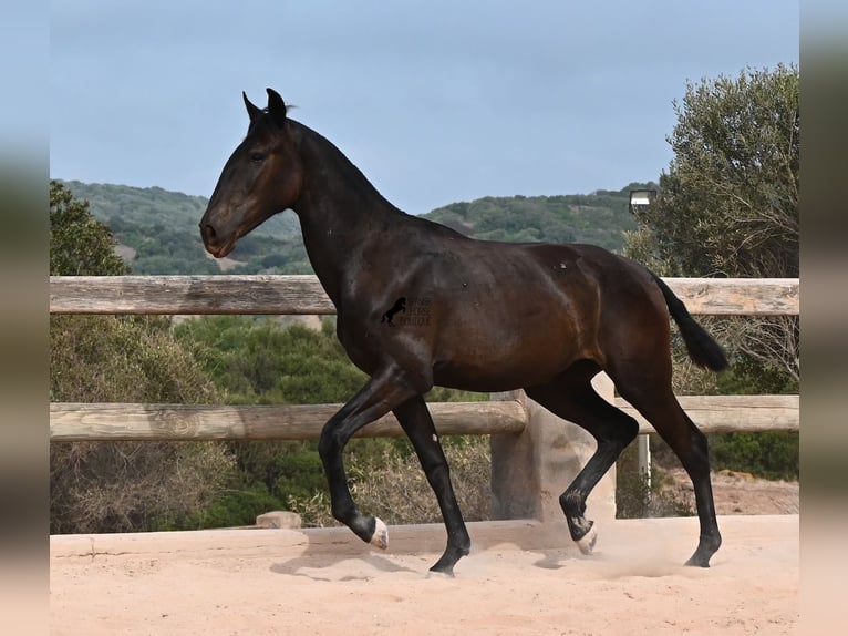 Menorquin Klacz 1 Rok 162 cm Kara in Menorca