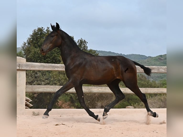 Menorquin Klacz 1 Rok 162 cm Kara in Menorca