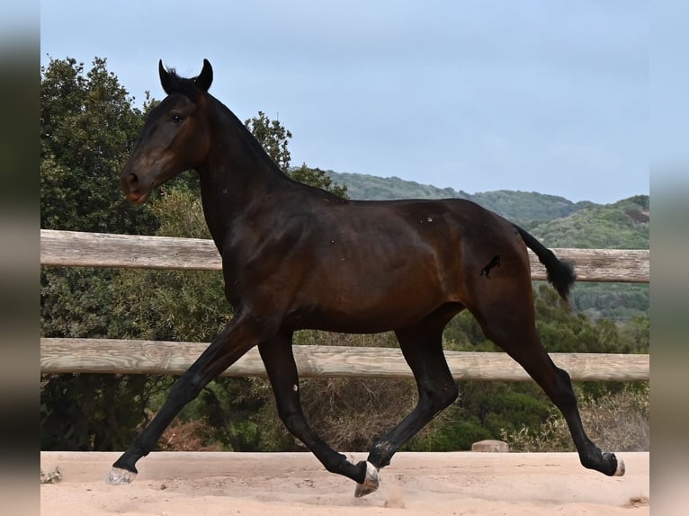 Menorquin Klacz 1 Rok 162 cm Kara in Menorca