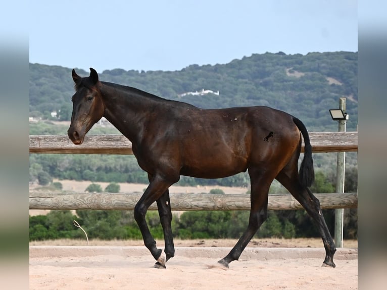 Menorquin Klacz 1 Rok 162 cm Kara in Menorca