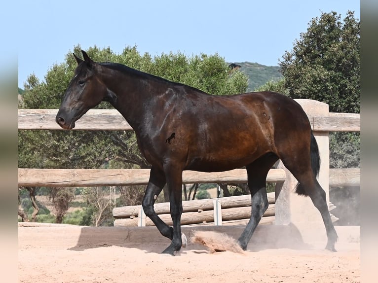 Menorquin Klacz 2 lat 154 cm Kara in Menorca