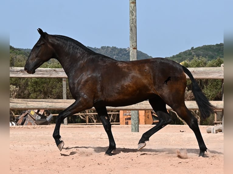 Menorquin Klacz 2 lat 154 cm Kara in Menorca
