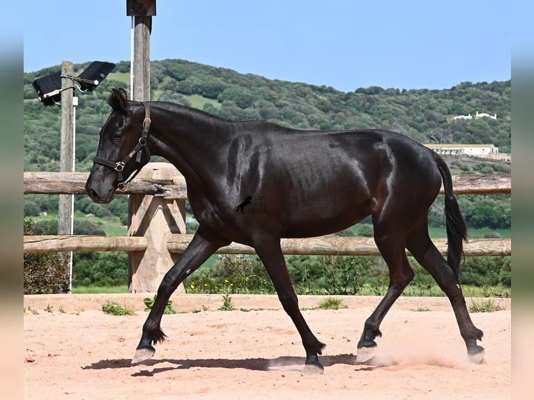 Menorquin Klacz 2 lat 156 cm Kara in Menorca