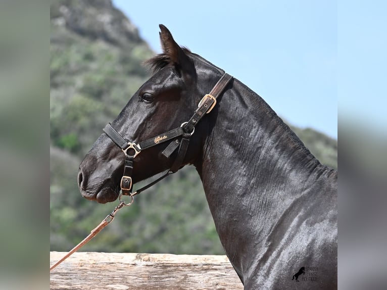 Menorquin Klacz 2 lat 156 cm Kara in Menorca