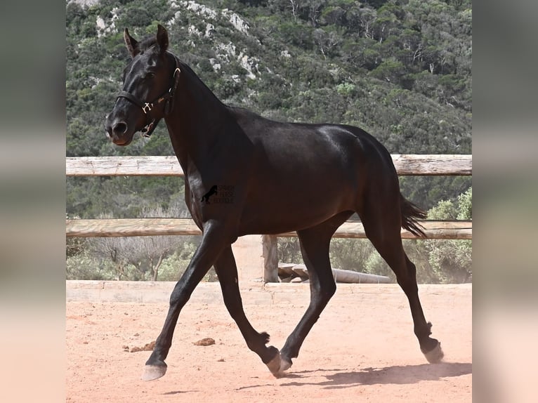 Menorquin Klacz 2 lat 156 cm Kara in Menorca