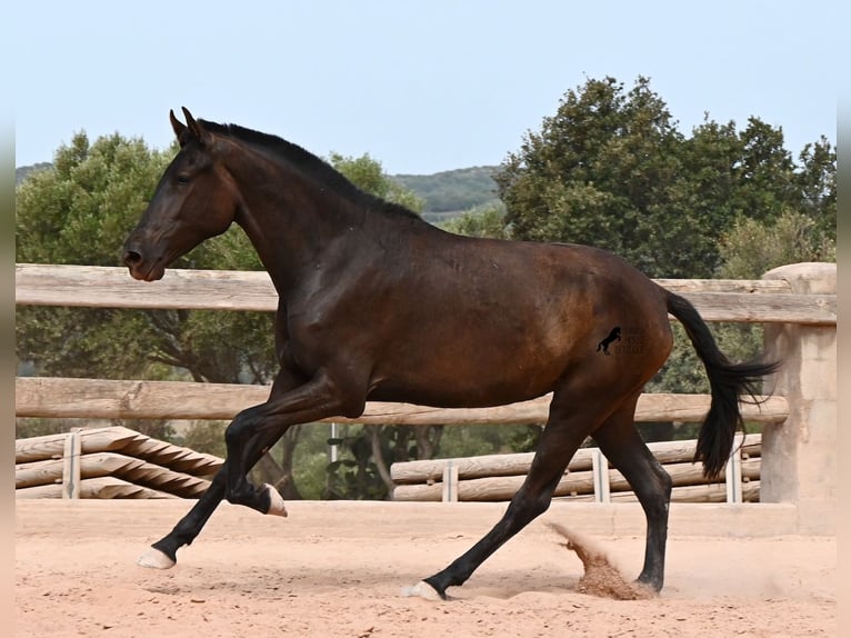 Menorquin Klacz 2 lat 157 cm Kara in Menorca