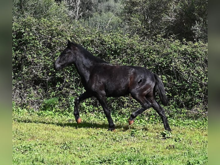 Menorquin Klacz 2 lat 163 cm Kara in Menorca