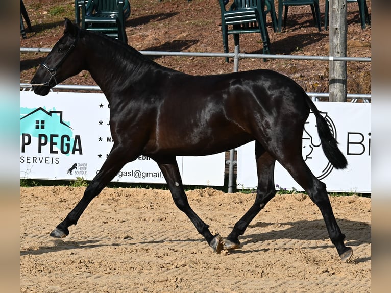 Menorquin Klacz 2 lat 165 cm Kara in Menorca