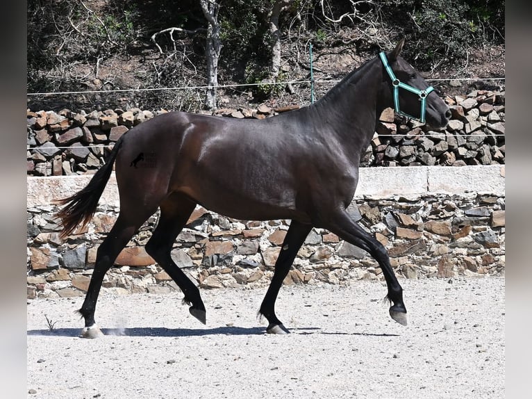 Menorquin Klacz 3 lat 158 cm Kara in Menorca