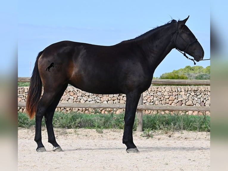 Menorquin Klacz 3 lat 159 cm Kara in Menorca