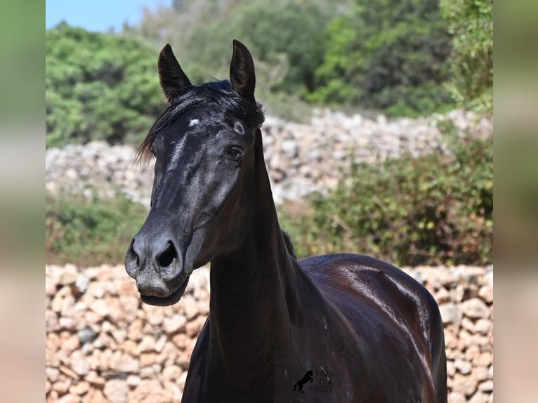Menorquin Klacz 3 lat 162 cm Kara in Menorca