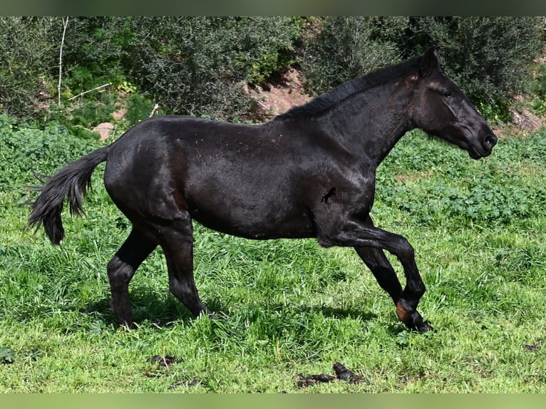 Menorquin Klacz 3 lat 163 cm Kara in Menorca