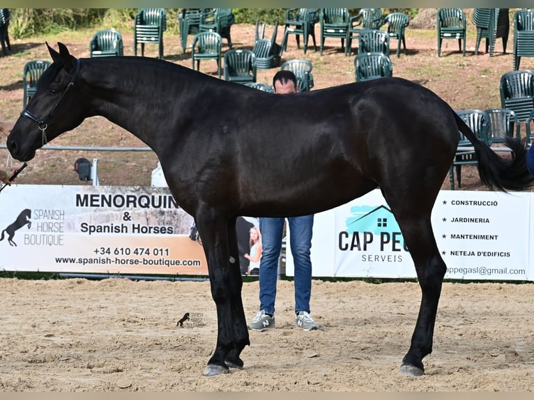 Menorquin Klacz 3 lat 165 cm Kara in Menorca