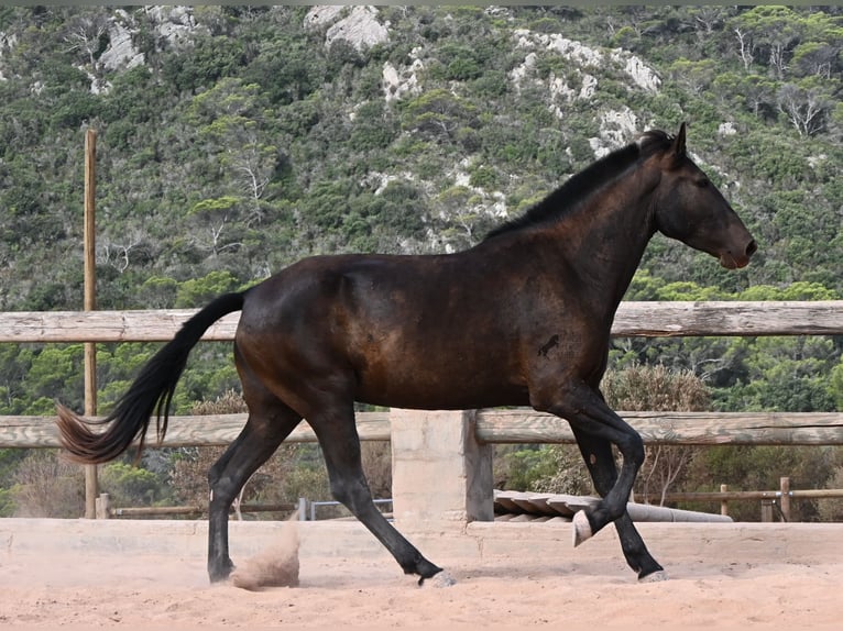 Menorquin Klacz 3 lat 166 cm Kara in Menorca