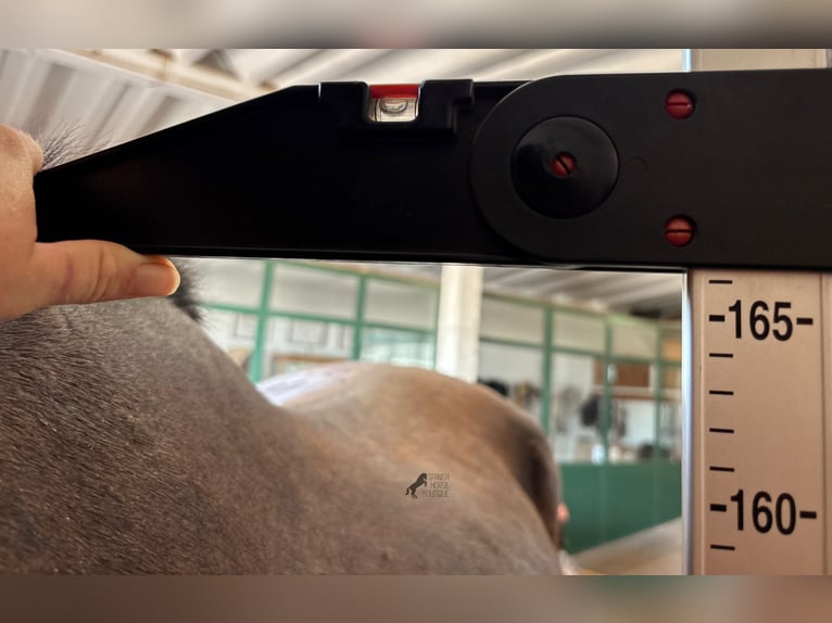 Menorquin Klacz 3 lat 166 cm Kara in Menorca