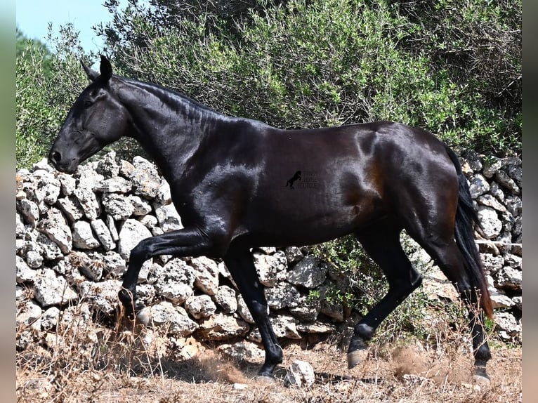Menorquin Klacz 3 lat 166 cm Kara in Menorca