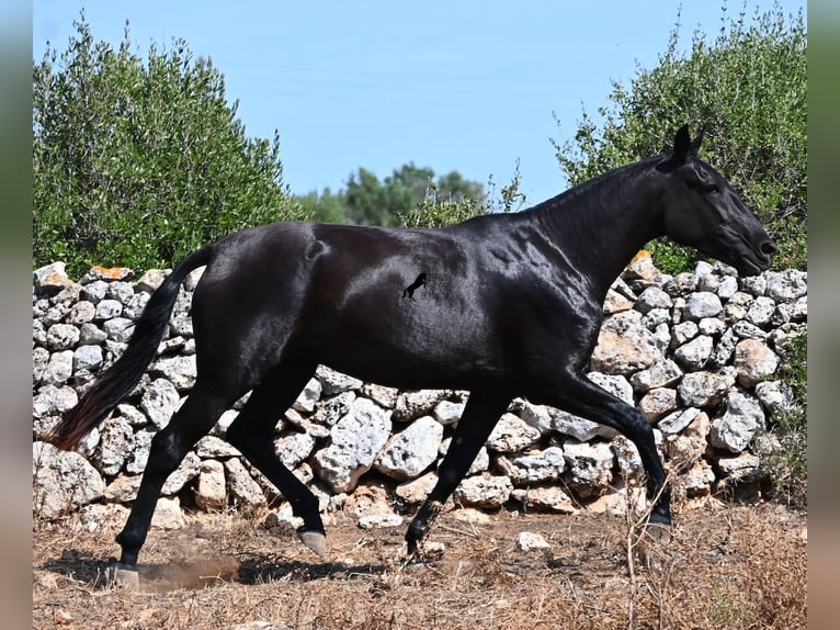Menorquin Klacz 3 lat 166 cm Kara in Menorca