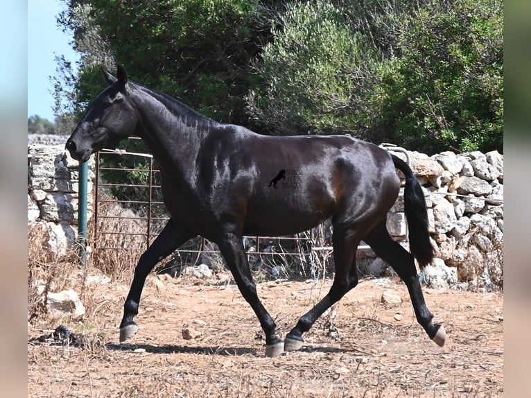 Menorquin Klacz 3 lat 166 cm Kara in Menorca