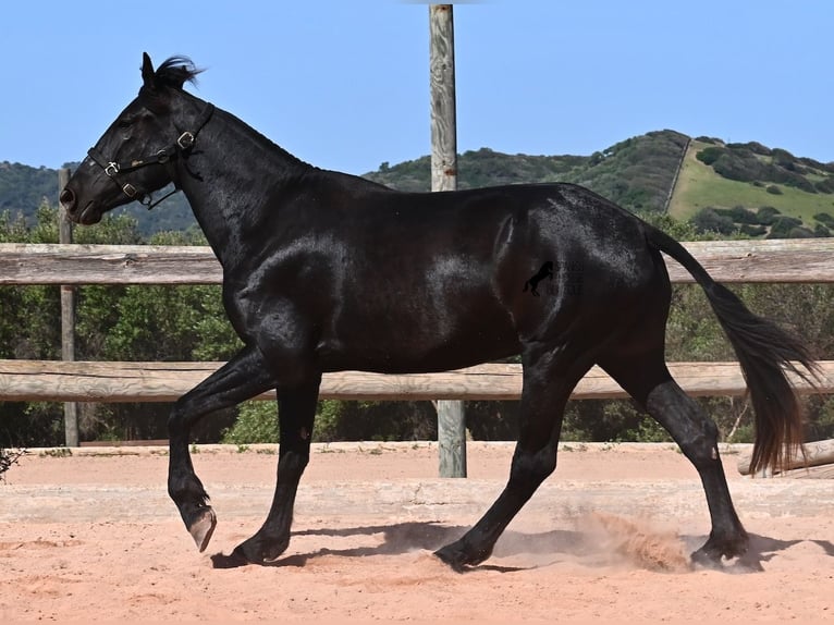 Menorquin Klacz 3 lat 167 cm Kara in Menorca