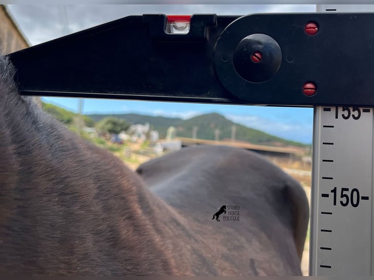 Menorquin Klacz 4 lat 155 cm Kara in Menorca