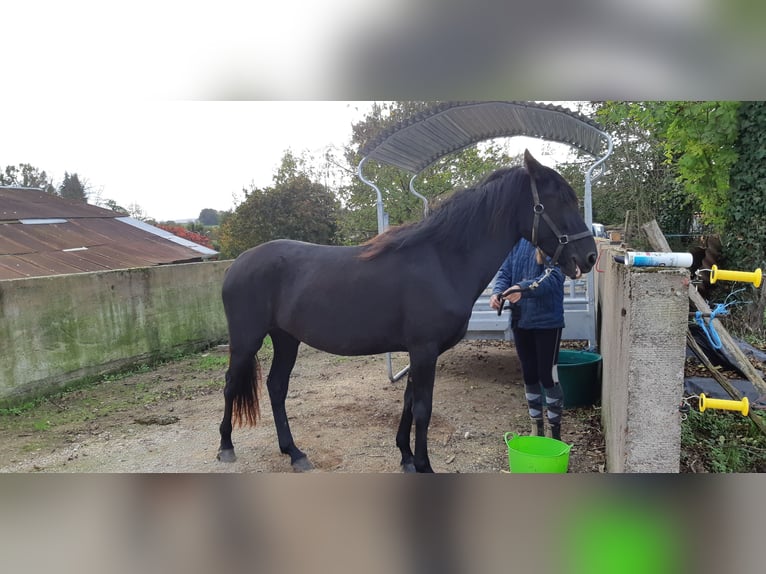 Menorquin Klacz 4 lat 155 cm Kara in Beveuge