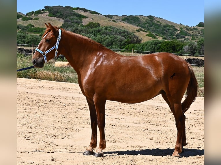 Menorquin Klacz 4 lat 155 cm Kasztanowata in Menorca