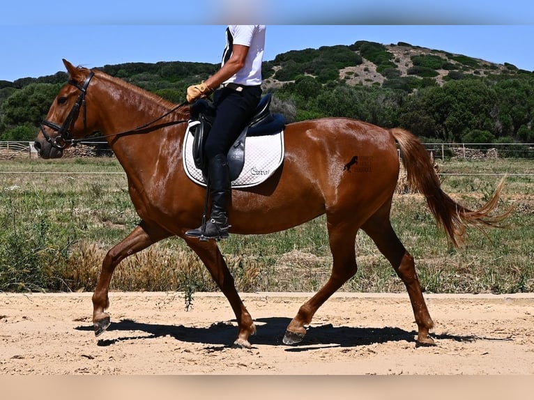 Menorquin Klacz 4 lat 155 cm Kasztanowata in Menorca