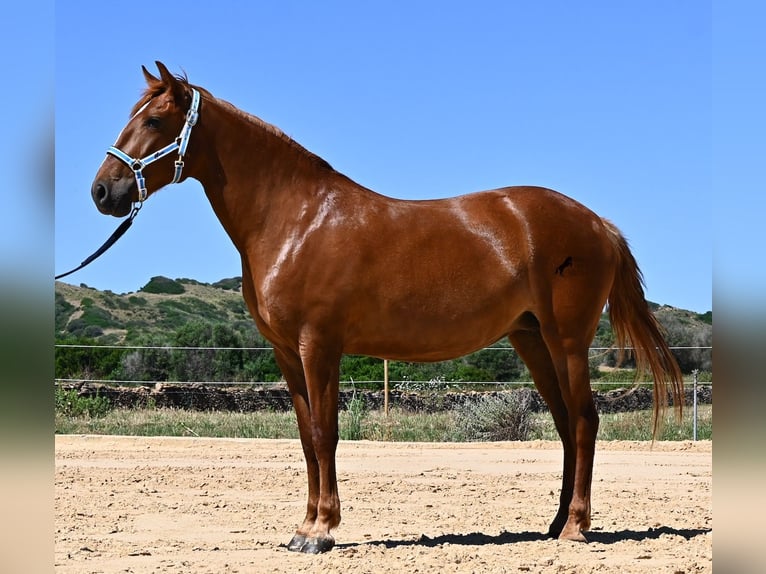 Menorquin Klacz 4 lat 155 cm Kasztanowata in Menorca