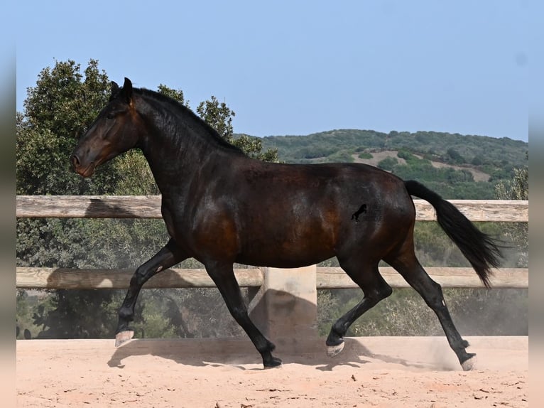 Menorquin Klacz 4 lat 161 cm Kara in Menorca
