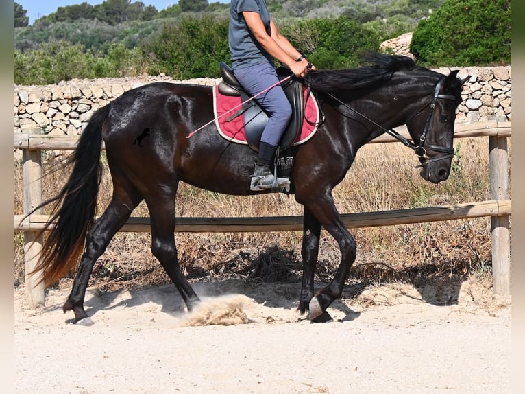 Menorquin Klacz 4 lat 161 cm Kara in Menorca