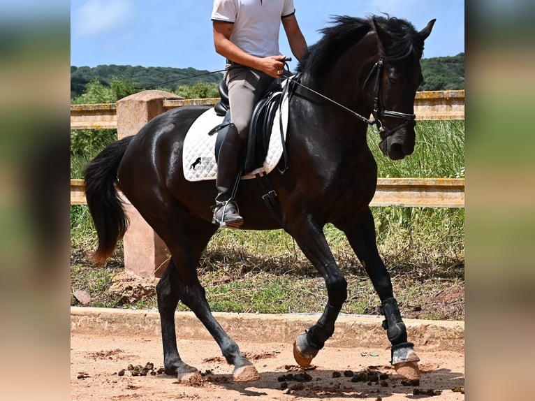 Menorquin Klacz 4 lat 165 cm Kara in Menorca