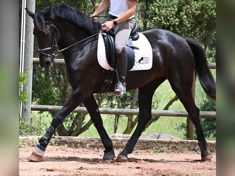 Menorquin Klacz 4 lat 165 cm Kara in Menorca