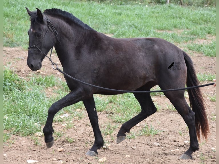 Menorquin Klacz 5 lat 154 cm Kara in Menorca