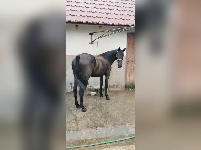 Menorquin Klacz 5 lat 155 cm Kara in Vysoká Pri Morave