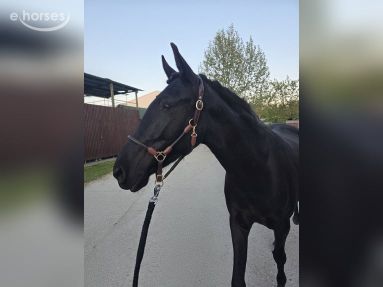 Menorquin Klacz 5 lat 155 cm Kara in Wien
