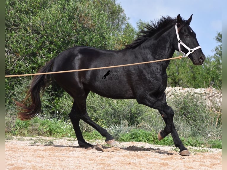 Menorquin Klacz 5 lat 155 cm in Menorca