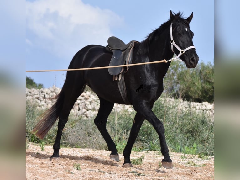 Menorquin Klacz 5 lat 155 cm in Menorca