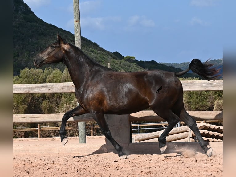 Menorquin Klacz 5 lat 159 cm Kara in Menorca