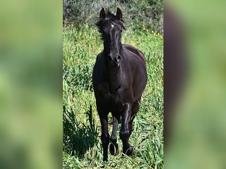 Menorquin Klacz 5 lat 167 cm Kara in Menorca